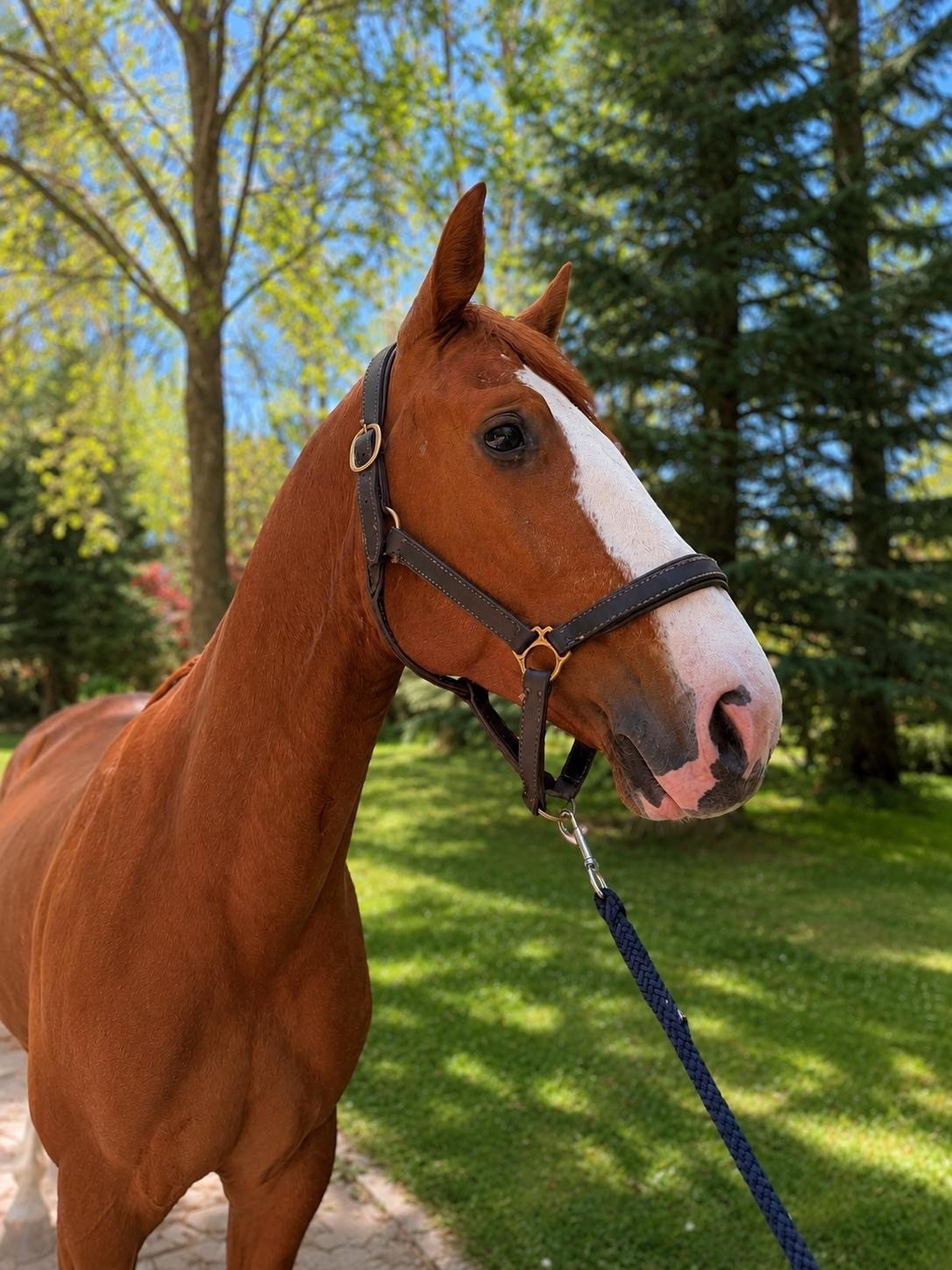 horse